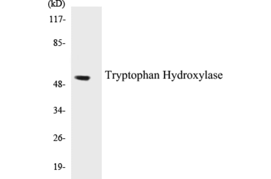 Western Blot - Tryptophan Hydroxylase Cell Based ELISA Kit (CB5706) - Antibodies.com