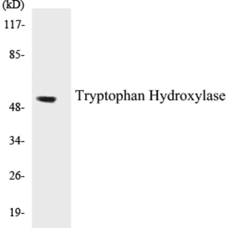 Western Blot - Tryptophan Hydroxylase Cell Based ELISA Kit (CB5706) - Antibodies.com