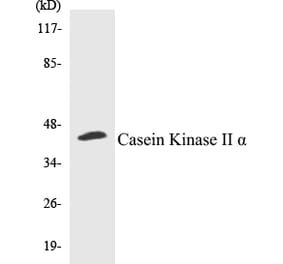 Western Blot - Casein Kinase II alpha Cell Based ELISA Kit (CB5097) - Antibodies.com