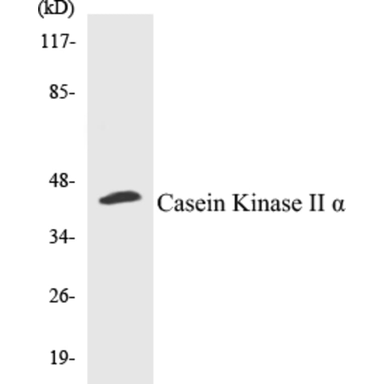 Western Blot - Casein Kinase II alpha Cell Based ELISA Kit (CB5097) - Antibodies.com