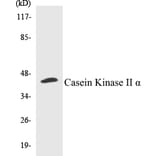 Western Blot - Casein Kinase II alpha Cell Based ELISA Kit (CB5097) - Antibodies.com