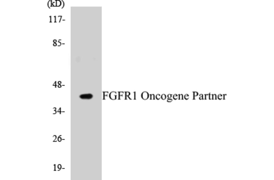 Western Blot - FGFR1 Oncogene Partner Cell Based ELISA Kit (CB5262) - Antibodies.com