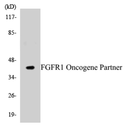 Western Blot - FGFR1 Oncogene Partner Cell Based ELISA Kit (CB5262) - Antibodies.com