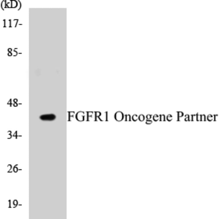 Western Blot - FGFR1 Oncogene Partner Cell Based ELISA Kit (CB5262) - Antibodies.com