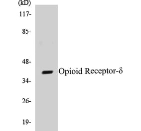 Western Blot - Opioid Receptor delta Cell Based ELISA Kit (CB5503) - Antibodies.com