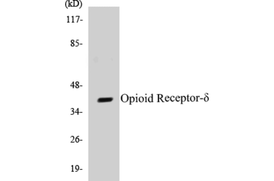 Western Blot - Opioid Receptor delta Cell Based ELISA Kit (CB5503) - Antibodies.com