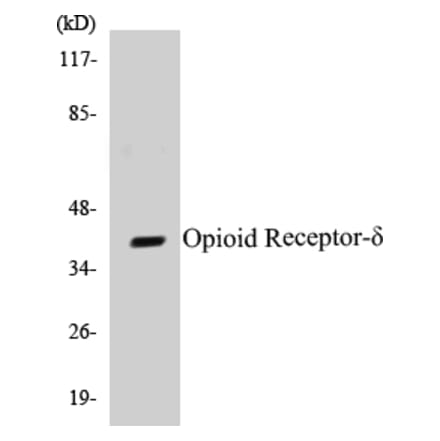 Western Blot - Opioid Receptor delta Cell Based ELISA Kit (CB5503) - Antibodies.com