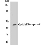 Western Blot - Opioid Receptor delta Cell Based ELISA Kit (CB5503) - Antibodies.com