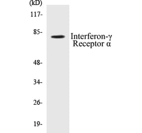 Western Blot - Interferon gamma Receptor alpha Cell Based ELISA Kit (CB5374) - Antibodies.com