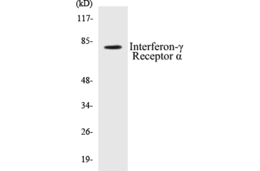 Western Blot - Interferon gamma Receptor alpha Cell Based ELISA Kit (CB5374) - Antibodies.com