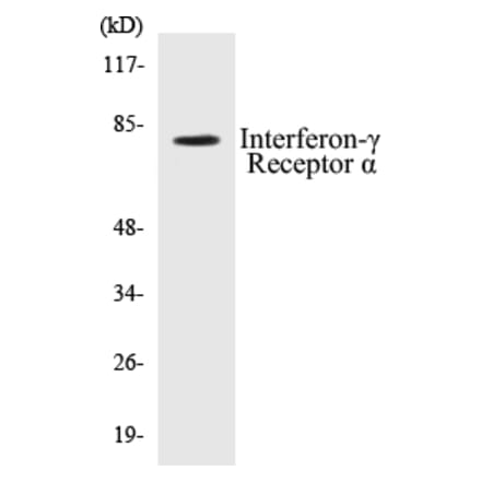 Western Blot - Interferon gamma Receptor alpha Cell Based ELISA Kit (CB5374) - Antibodies.com