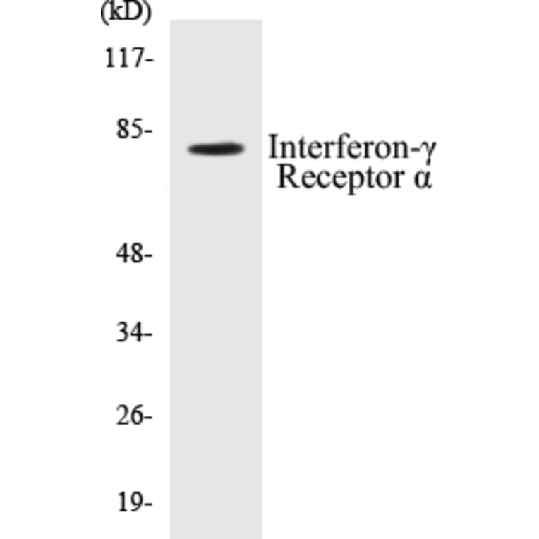 Western Blot - Interferon gamma Receptor alpha Cell Based ELISA Kit (CB5374) - Antibodies.com