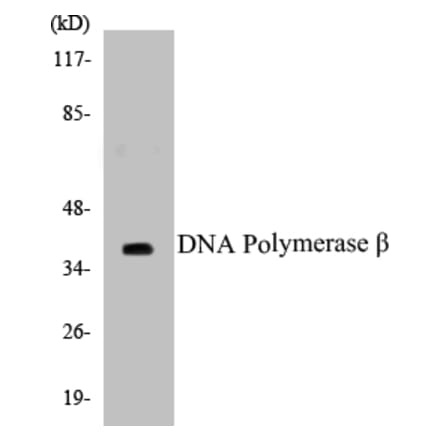 Western Blot - DNA Polymerase beta Cell Based ELISA Kit (CB5207) - Antibodies.com