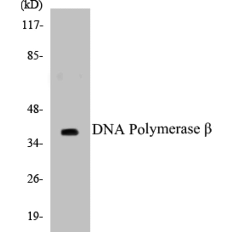 Western Blot - DNA Polymerase beta Cell Based ELISA Kit (CB5207) - Antibodies.com
