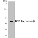 Western Blot - DNA Polymerase beta Cell Based ELISA Kit (CB5207) - Antibodies.com