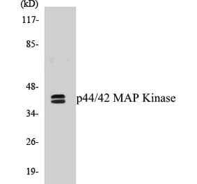 Western Blot - p44 / 42 MAP Kinase Cell Based ELISA Kit (CB5515) - Antibodies.com