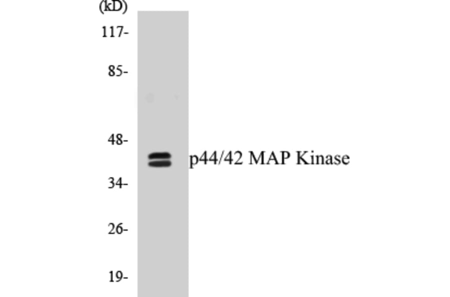 Western Blot - p44 / 42 MAP Kinase Cell Based ELISA Kit (CB5515) - Antibodies.com
