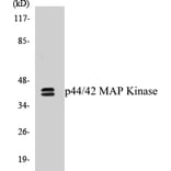 Western Blot - p44 / 42 MAP Kinase Cell Based ELISA Kit (CB5515) - Antibodies.com