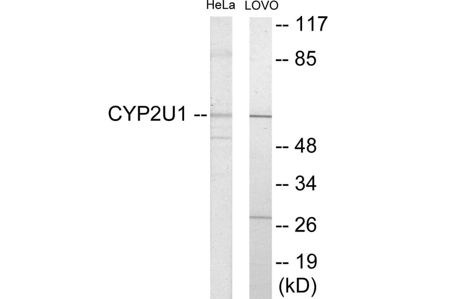 Western Blot - Cytochrome P45 02U1 Cell Based ELISA Kit (CB6136) - Antibodies.com
