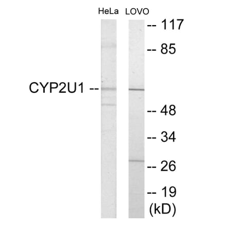 Western Blot - Cytochrome P45 02U1 Cell Based ELISA Kit (CB6136) - Antibodies.com