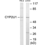 Western Blot - Cytochrome P45 02U1 Cell Based ELISA Kit (CB6136) - Antibodies.com