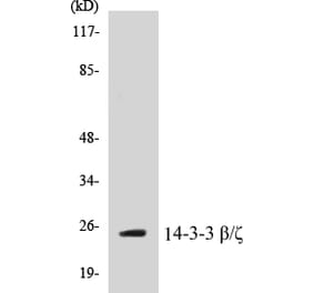 Western Blot - 14-3-3 beta + zeta Cell Based ELISA Kit (CB5001) - Antibodies.com