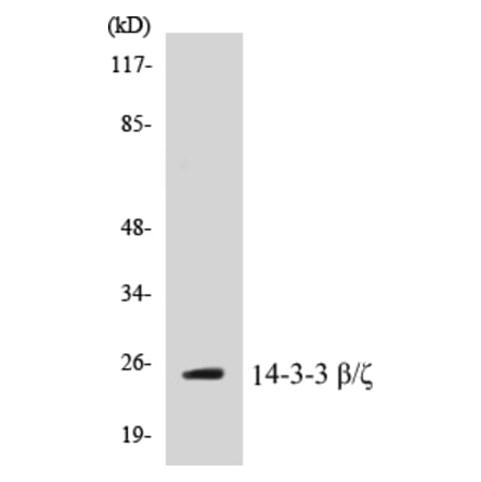 Western Blot - 14-3-3 beta + zeta Cell Based ELISA Kit (CB5001) - Antibodies.com