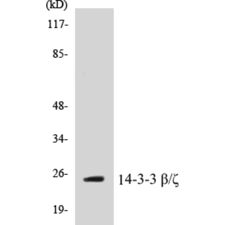 Western Blot - 14-3-3 beta + zeta Cell Based ELISA Kit (CB5001) - Antibodies.com