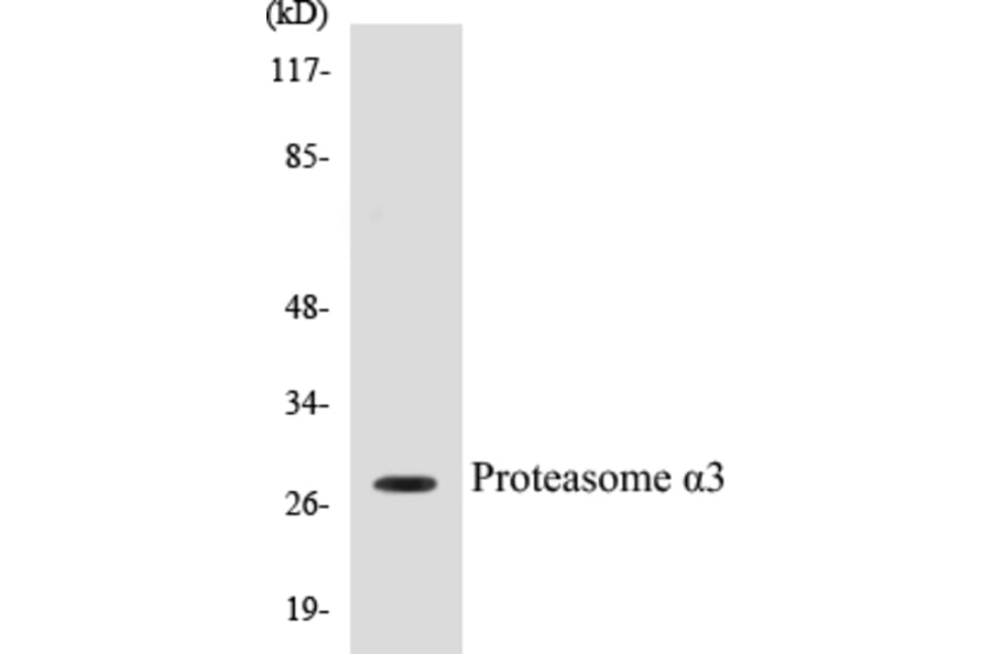 Western Blot - Proteasome alpha 3 Cell Based ELISA Kit (CB5591) - Antibodies.com