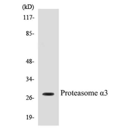 Western Blot - Proteasome alpha 3 Cell Based ELISA Kit (CB5591) - Antibodies.com