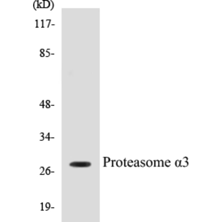 Western Blot - Proteasome alpha 3 Cell Based ELISA Kit (CB5591) - Antibodies.com