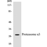 Western Blot - Proteasome alpha 3 Cell Based ELISA Kit (CB5591) - Antibodies.com