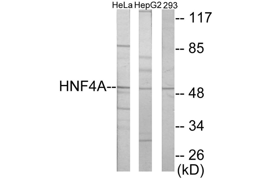 Western Blot - HNF4 alpha + gamma Cell Based ELISA Kit (CB5888) - Antibodies.com