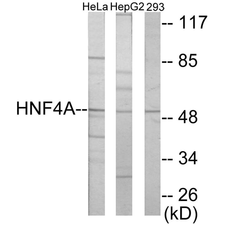 Western Blot - HNF4 alpha + gamma Cell Based ELISA Kit (CB5888) - Antibodies.com