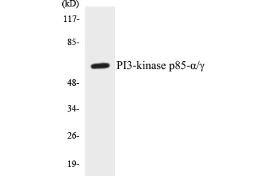 Western Blot - PI3-kinase p85 alpha + gamma Cell Based ELISA Kit (CB5553) - Antibodies.com