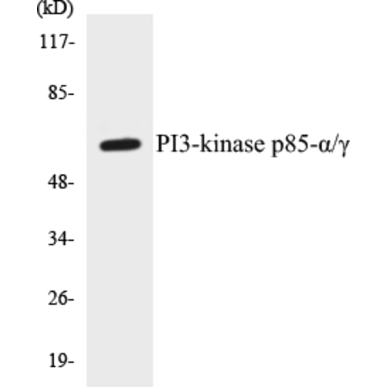 Western Blot - PI3-kinase p85 alpha + gamma Cell Based ELISA Kit (CB5553) - Antibodies.com