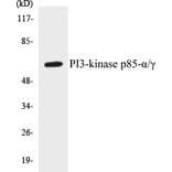 Western Blot - PI3-kinase p85 alpha + gamma Cell Based ELISA Kit (CB5553) - Antibodies.com