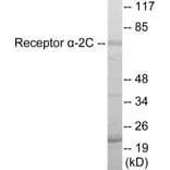 Western Blot - Adrenergic Receptor alpha 2C Cell Based ELISA Kit (CB5852) - Antibodies.com