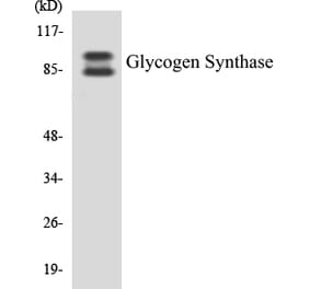 Western Blot - Glycogen Synthase Cell Based ELISA Kit (CB5301) - Antibodies.com