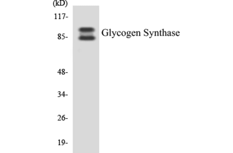 Western Blot - Glycogen Synthase Cell Based ELISA Kit (CB5301) - Antibodies.com