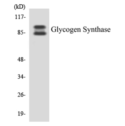 Western Blot - Glycogen Synthase Cell Based ELISA Kit (CB5301) - Antibodies.com
