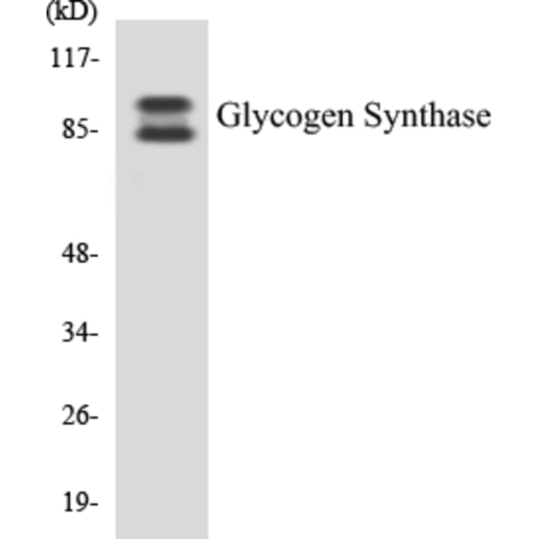 Western Blot - Glycogen Synthase Cell Based ELISA Kit (CB5301) - Antibodies.com