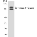 Western Blot - Glycogen Synthase Cell Based ELISA Kit (CB5301) - Antibodies.com