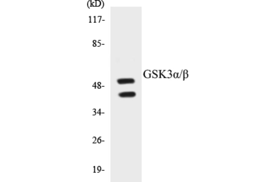 Western Blot - GSK3 alpha + beta Cell Based ELISA Kit (CB5311) - Antibodies.com