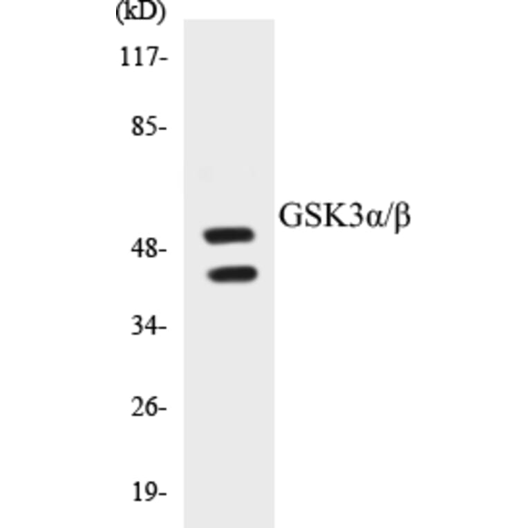 Western Blot - GSK3 alpha + beta Cell Based ELISA Kit (CB5311) - Antibodies.com