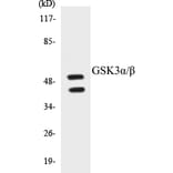 Western Blot - GSK3 alpha + beta Cell Based ELISA Kit (CB5311) - Antibodies.com