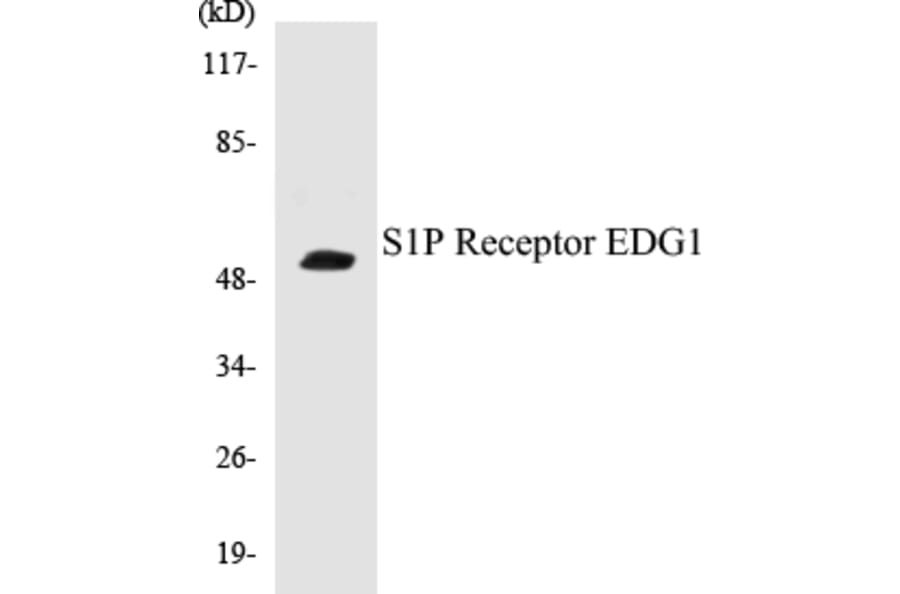 Western Blot - S1P Receptor EDG1 Cell Based ELISA Kit (CB5617) - Antibodies.com