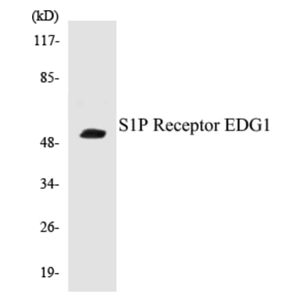 Western Blot - S1P Receptor EDG1 Cell Based ELISA Kit (CB5617) - Antibodies.com