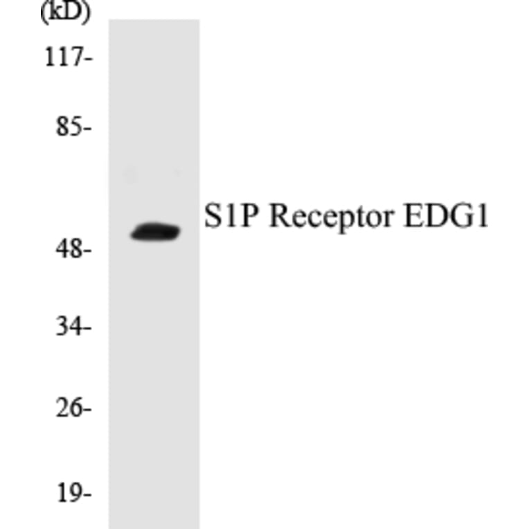 Western Blot - S1P Receptor EDG1 Cell Based ELISA Kit (CB5617) - Antibodies.com