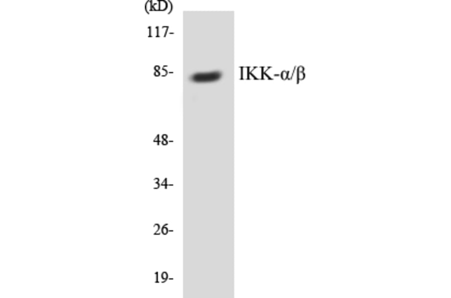 Western Blot - IKK alpha + beta Cell Based ELISA Kit (CB5358) - Antibodies.com
